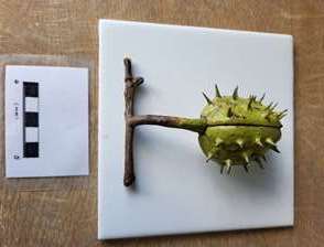 Conker restored and ready for return to client